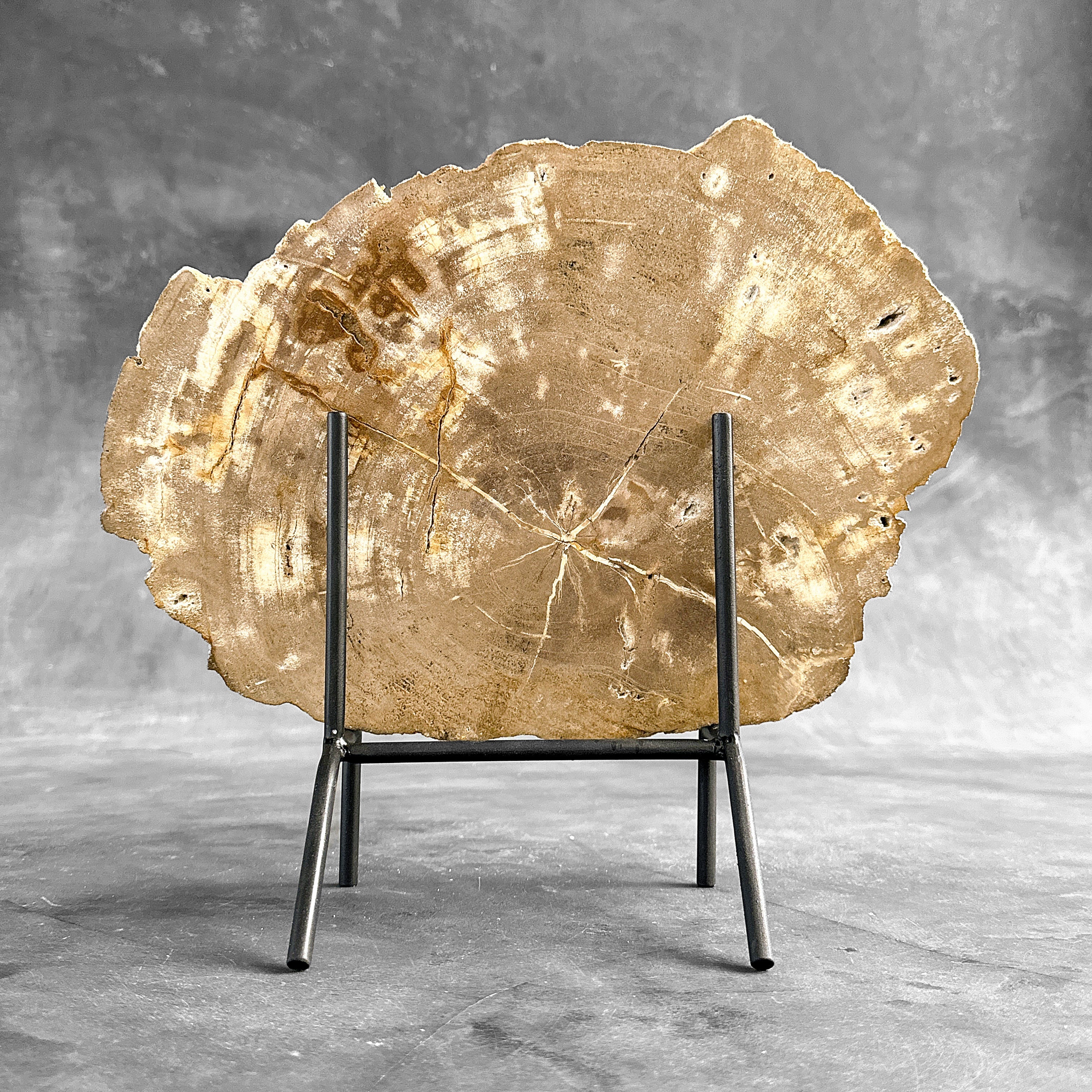 Beautiful Slice of Petrified Wood on stand - H5/174