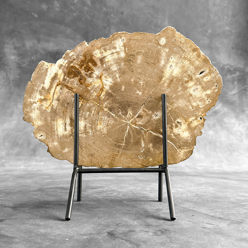 Beautiful Slice of Petrified Wood on stand - H5/174