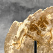 Beautiful Slice of Petrified Wood on stand - H5/174