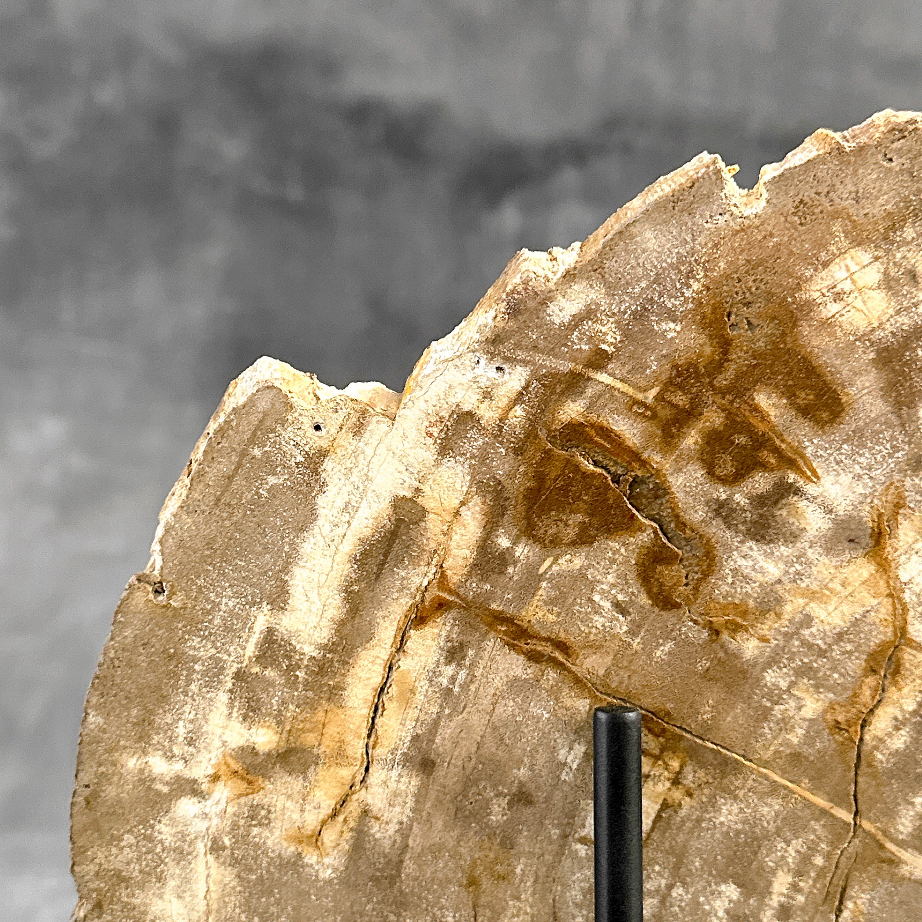 Beautiful Slice of Petrified Wood on stand - H5/174