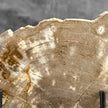 Beautiful Slice of Petrified Wood on stand - H5/174