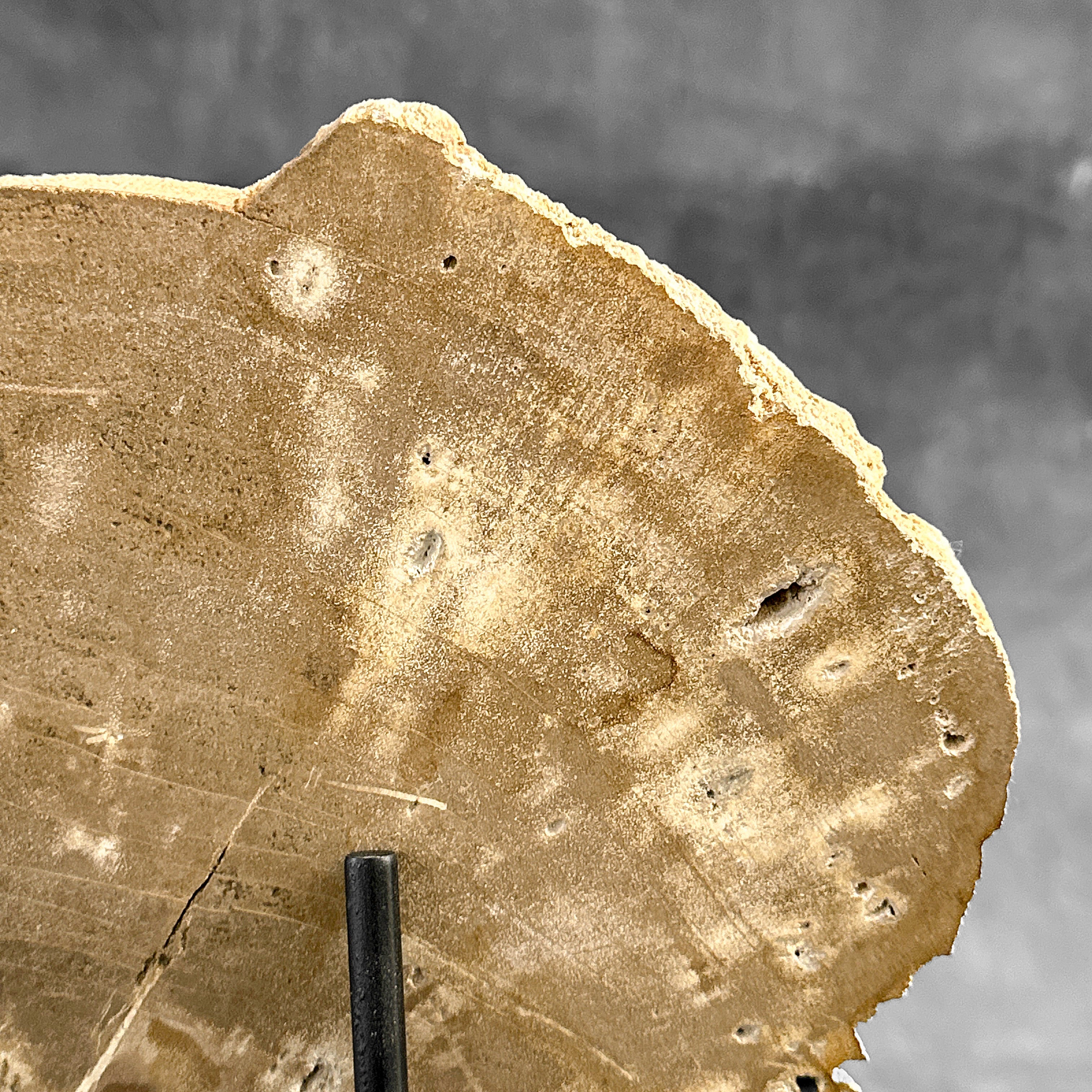 Beautiful Slice of Petrified Wood on stand - H5/174