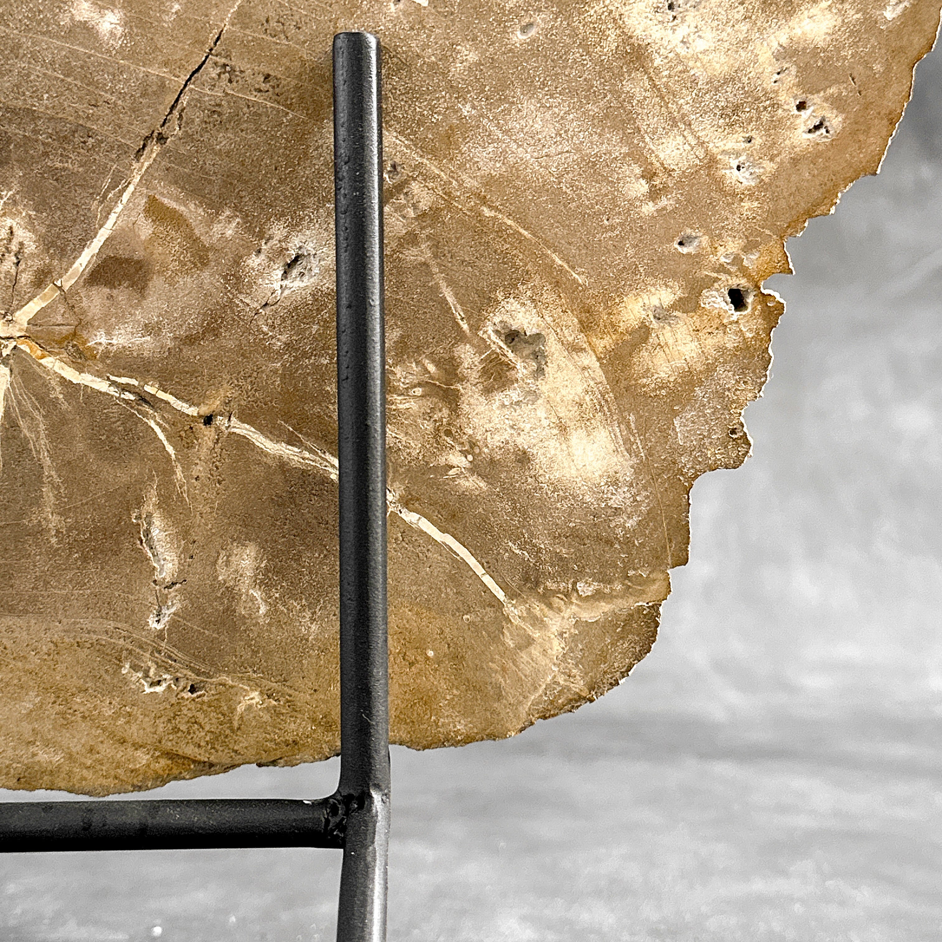 Beautiful Slice of Petrified Wood on stand - H5/174