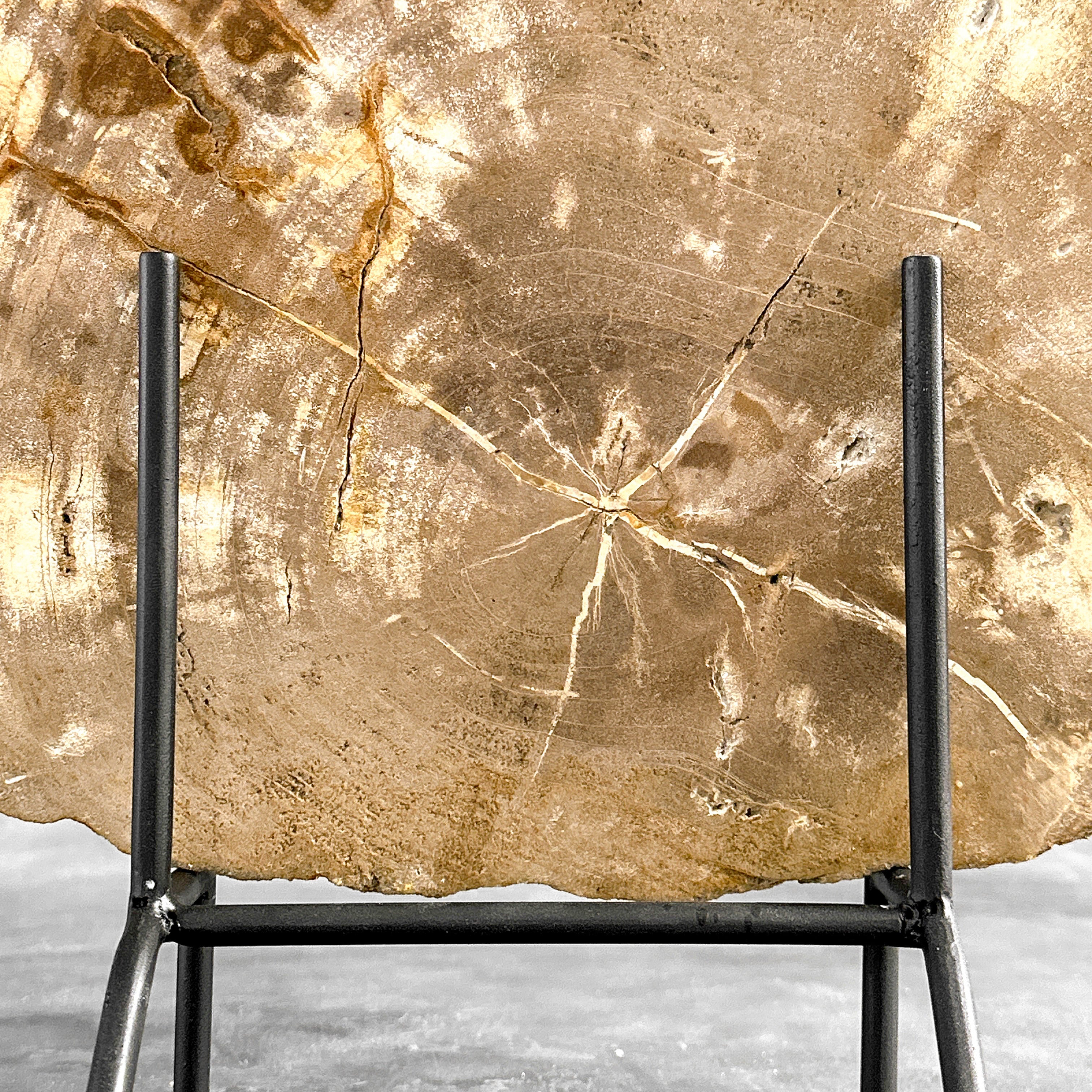 Beautiful Slice of Petrified Wood on stand - H5/174