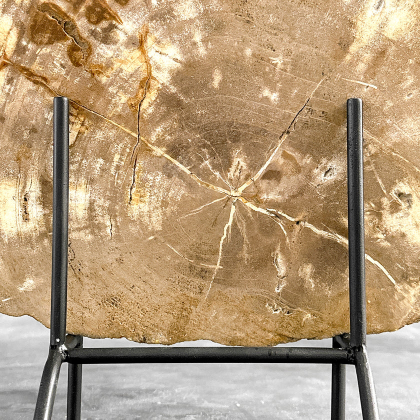 Beautiful Slice of Petrified Wood on stand - H5/174