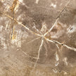 Beautiful Slice of Petrified Wood on stand - H5/174