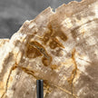 Beautiful Slice of Petrified Wood on stand - H5/174