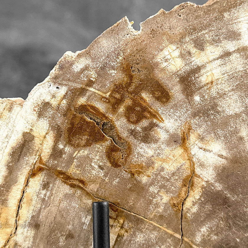 Beautiful Slice of Petrified Wood on stand - H5/174