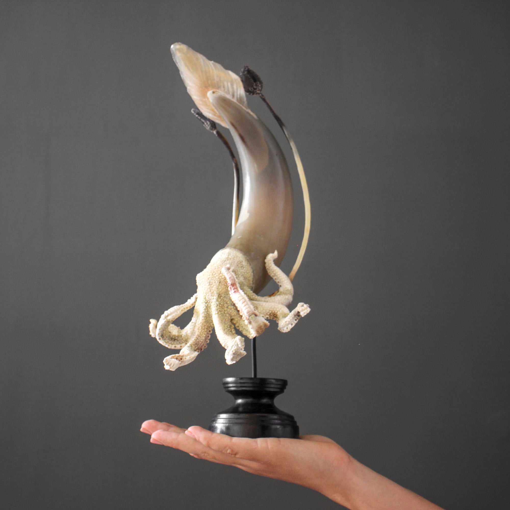 A Stunning Hand Carved Octopus With Horn on a Stand - 7E/109