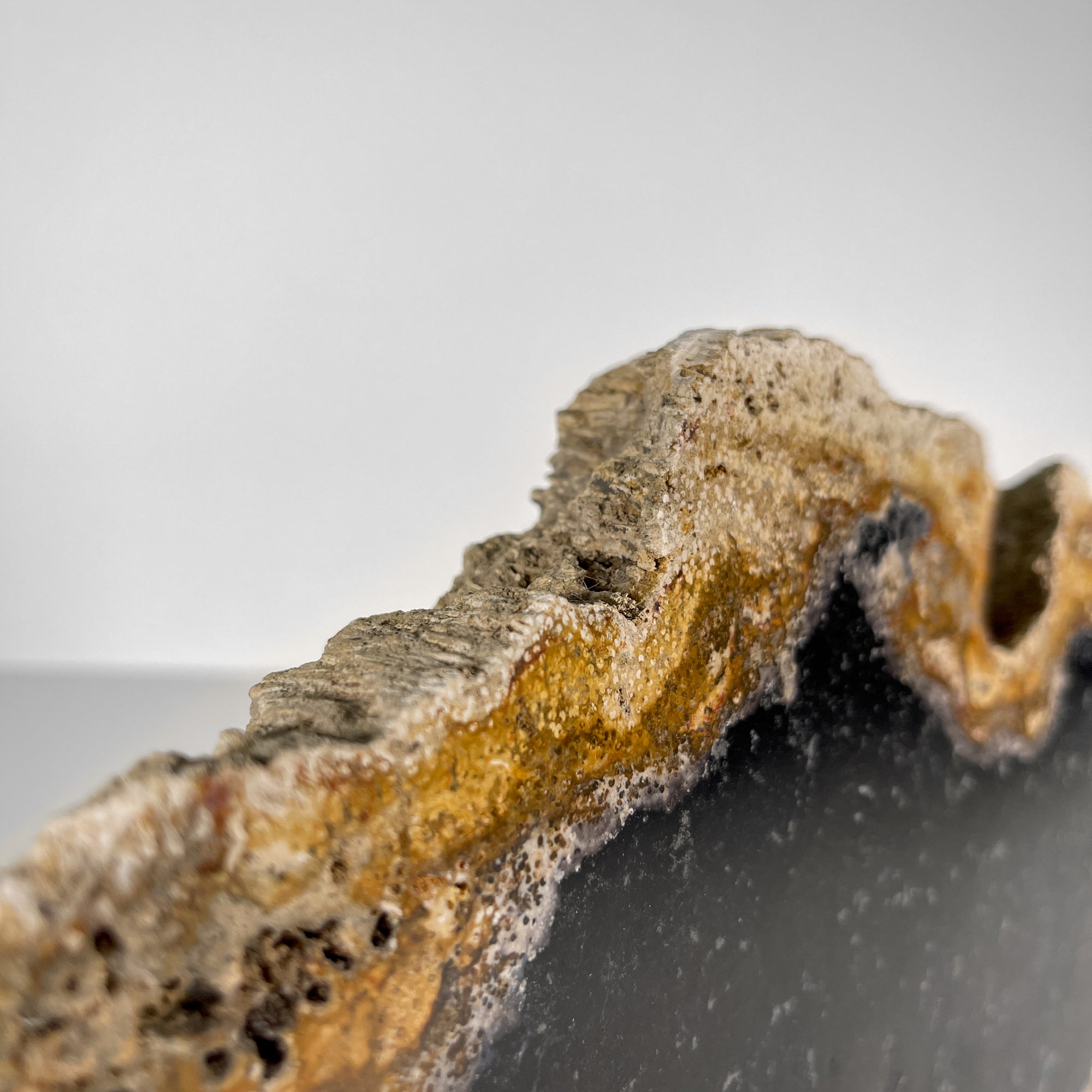 A Beautiful Slice of Petrified Palm Root on stand  PetW/061