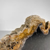 A Beautiful Slice of Petrified Palm Root on stand  PetW/061