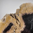 A Beautiful Slice of Petrified Palm Root on stand  PetW/054