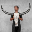 Caved Waterbuffalo Skulls with Big lotus Carving Skull,A/188