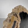 A Beautiful Slice of Petrified Palm Root on stand  PetW/054