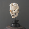 Tarmarind Wooden Skull With Snake Carving Antler - 6Y/107