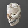 Tarmarind Wooden Skull With Snake Carving Antler - 6Y/107