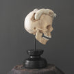 Tarmarind Wooden Skull With Snake Carving Antler - 6Y/107