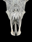 Grey Carved Cow Skull With Abalone Shell Accents - Peacock motif | Skull,A/144
