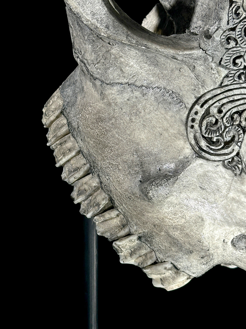 Grey Carved Cow Skull With Abalone Shell Accents - Peacock motif | Skull,A/144