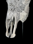 Grey Carved Cow Skull With Abalone Shell Accents - Peacock motif | Skull,A/144