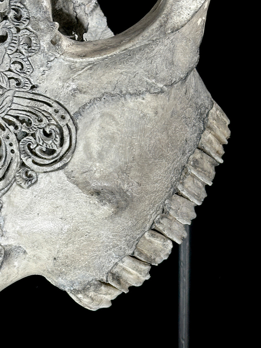 Grey Carved Cow Skull With Abalone Shell Accents - Peacock motif | Skull,A/144