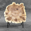 Beautiful Slice of Petrified Wood on stand - S6/170