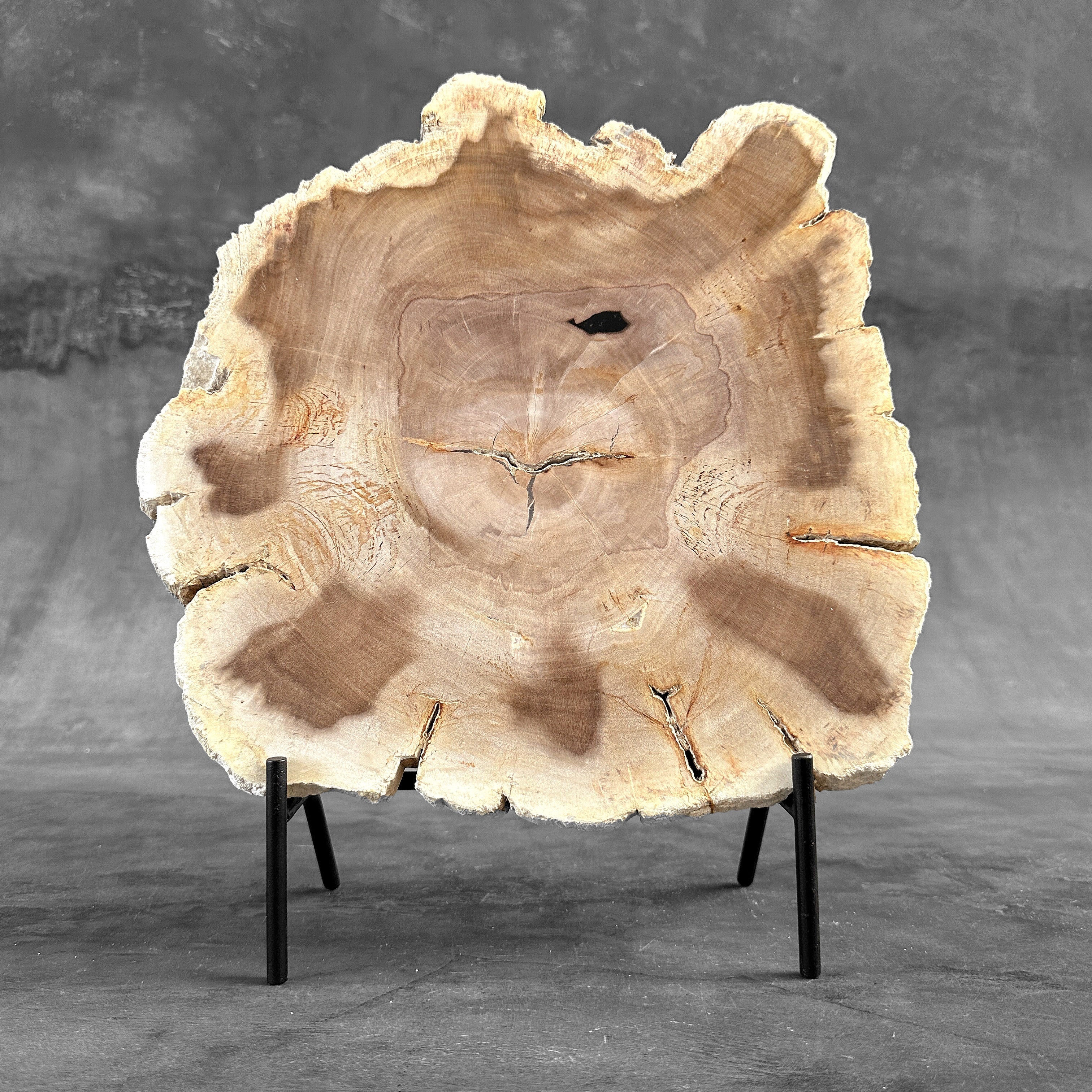 Beautiful Slice of Petrified Wood on stand - S6/170