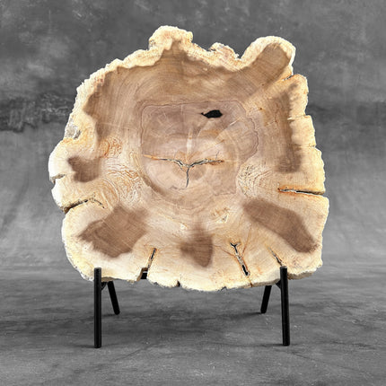 Beautiful Slice of Petrified Wood on stand - S6/170