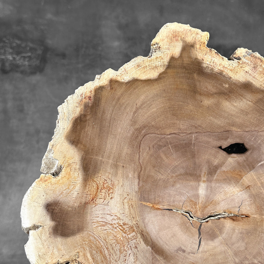 Beautiful Slice of Petrified Wood on stand - S6/170