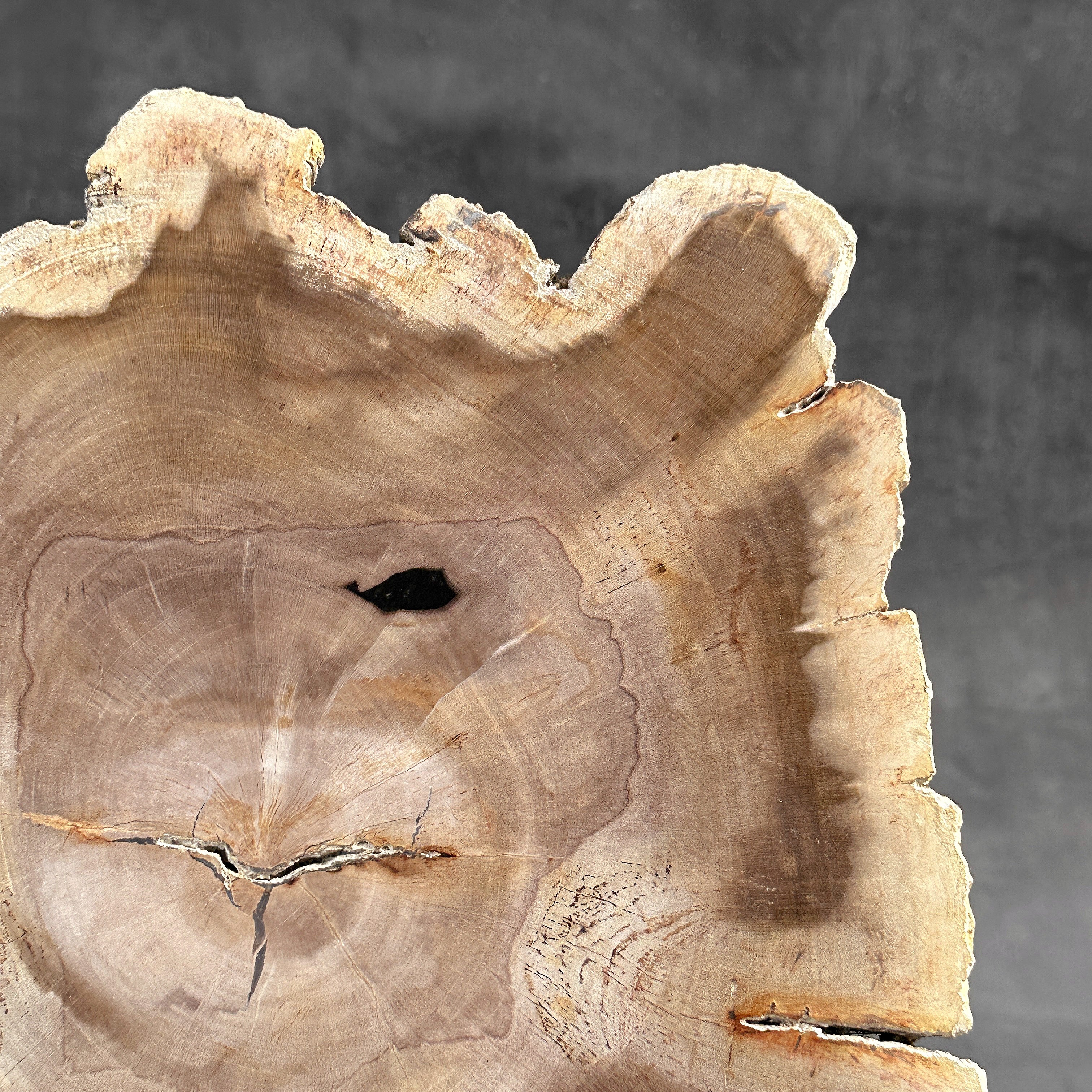 Beautiful Slice of Petrified Wood on stand - S6/170