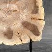 Beautiful Slice of Petrified Wood on stand - S6/170