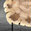 Beautiful Slice of Petrified Wood on stand - S6/170