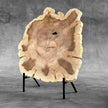 Beautiful Slice of Petrified Wood on stand - S6/170