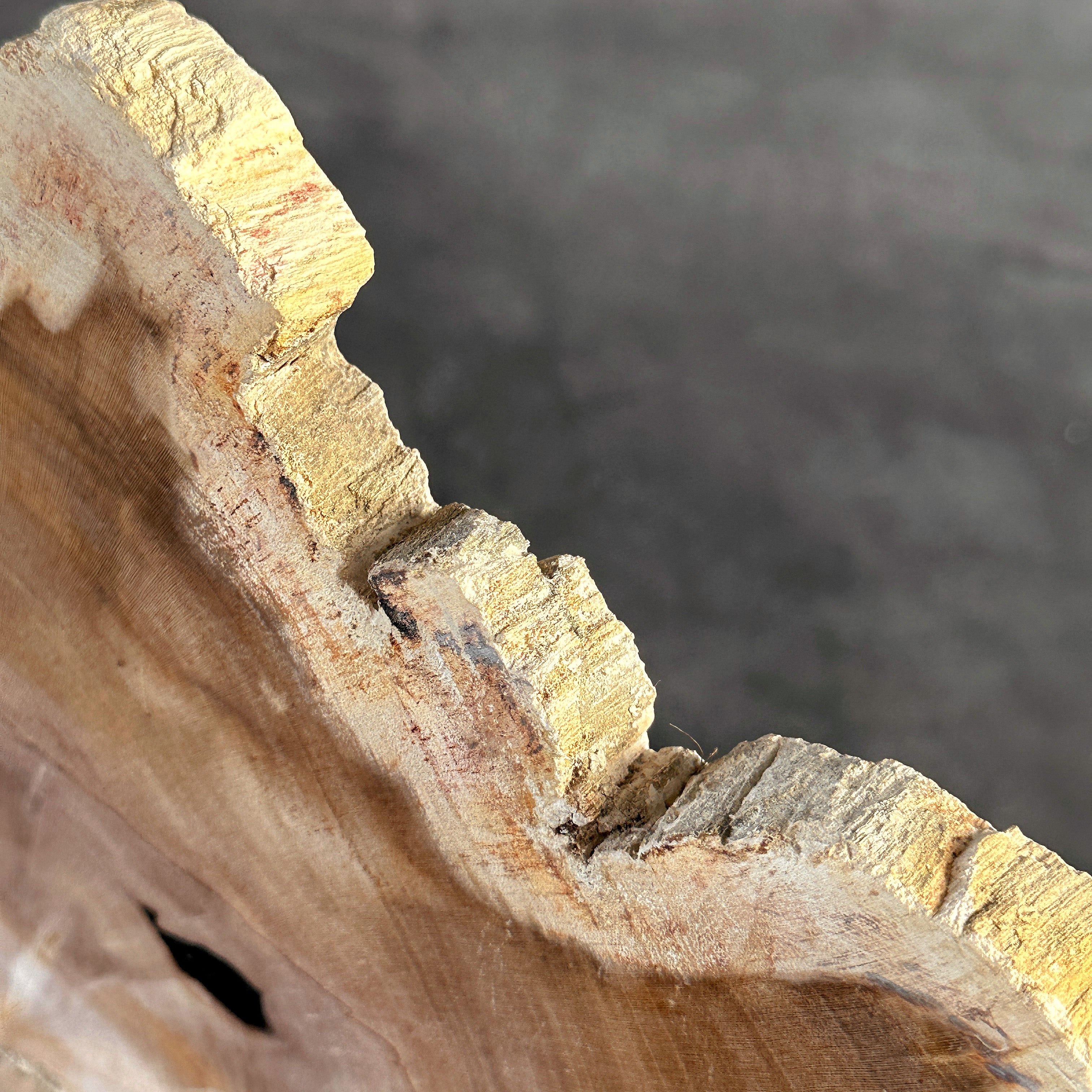 Beautiful Slice of Petrified Wood on stand - S6/170