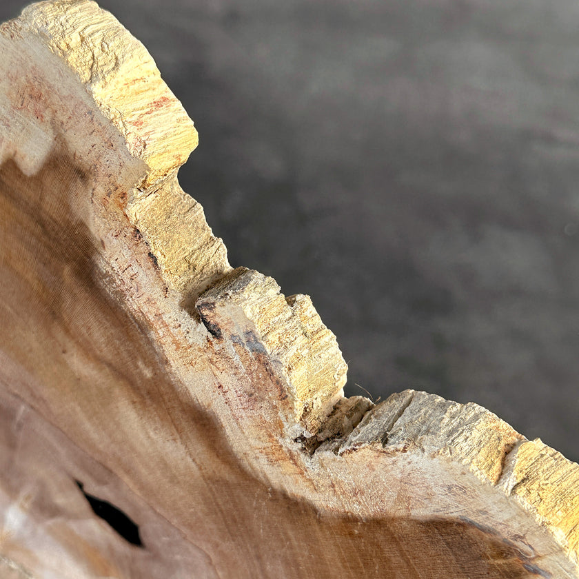 Beautiful Slice of Petrified Wood on stand - S6/170