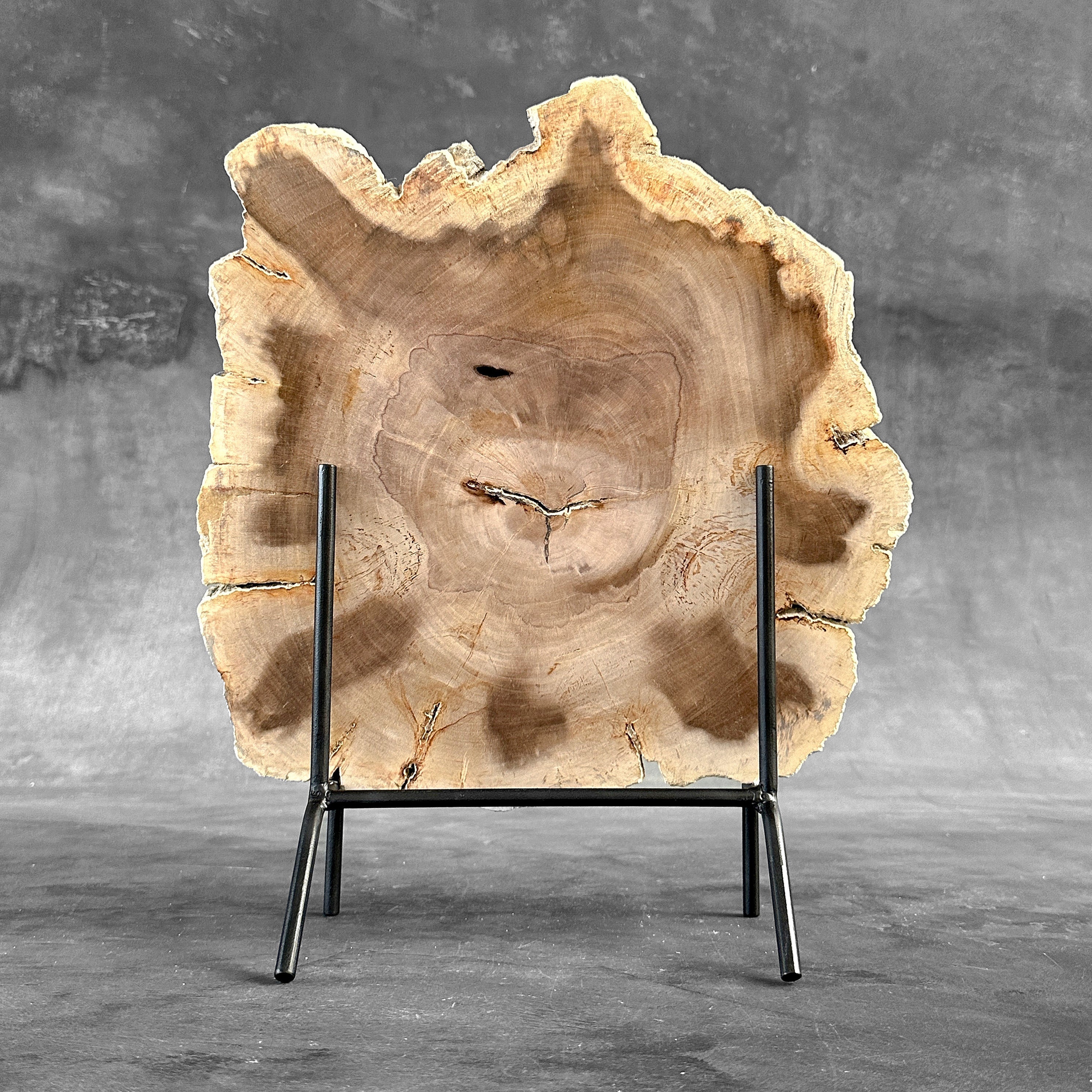 Beautiful Slice of Petrified Wood on stand - S6/170