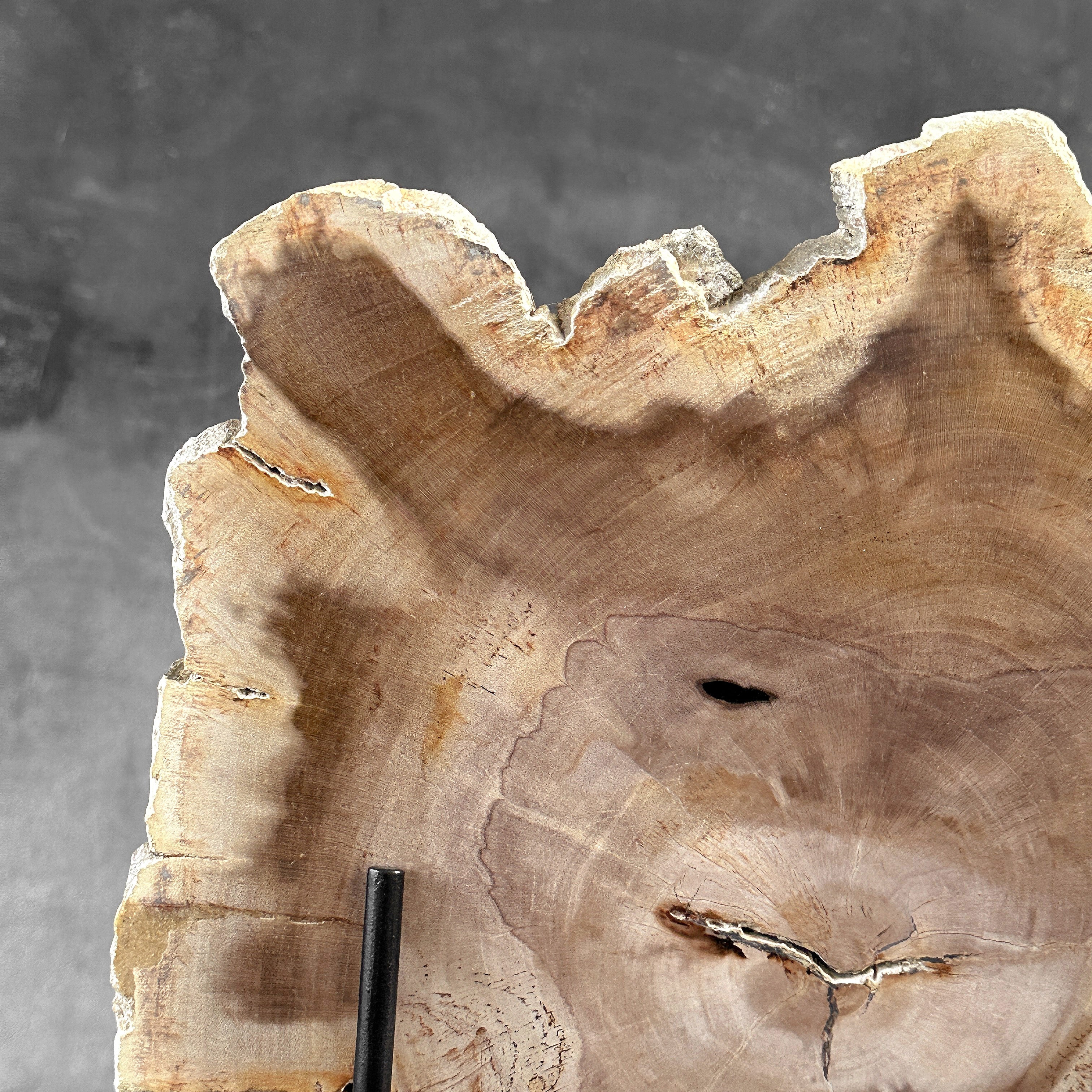 Beautiful Slice of Petrified Wood on stand - S6/170