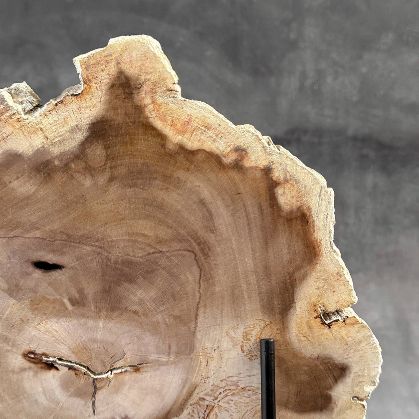 Beautiful Slice of Petrified Wood on stand - S6/170