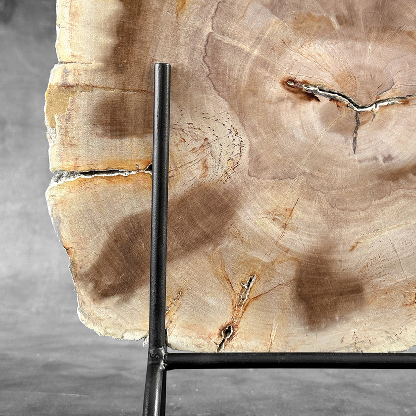 Beautiful Slice of Petrified Wood on stand - S6/170