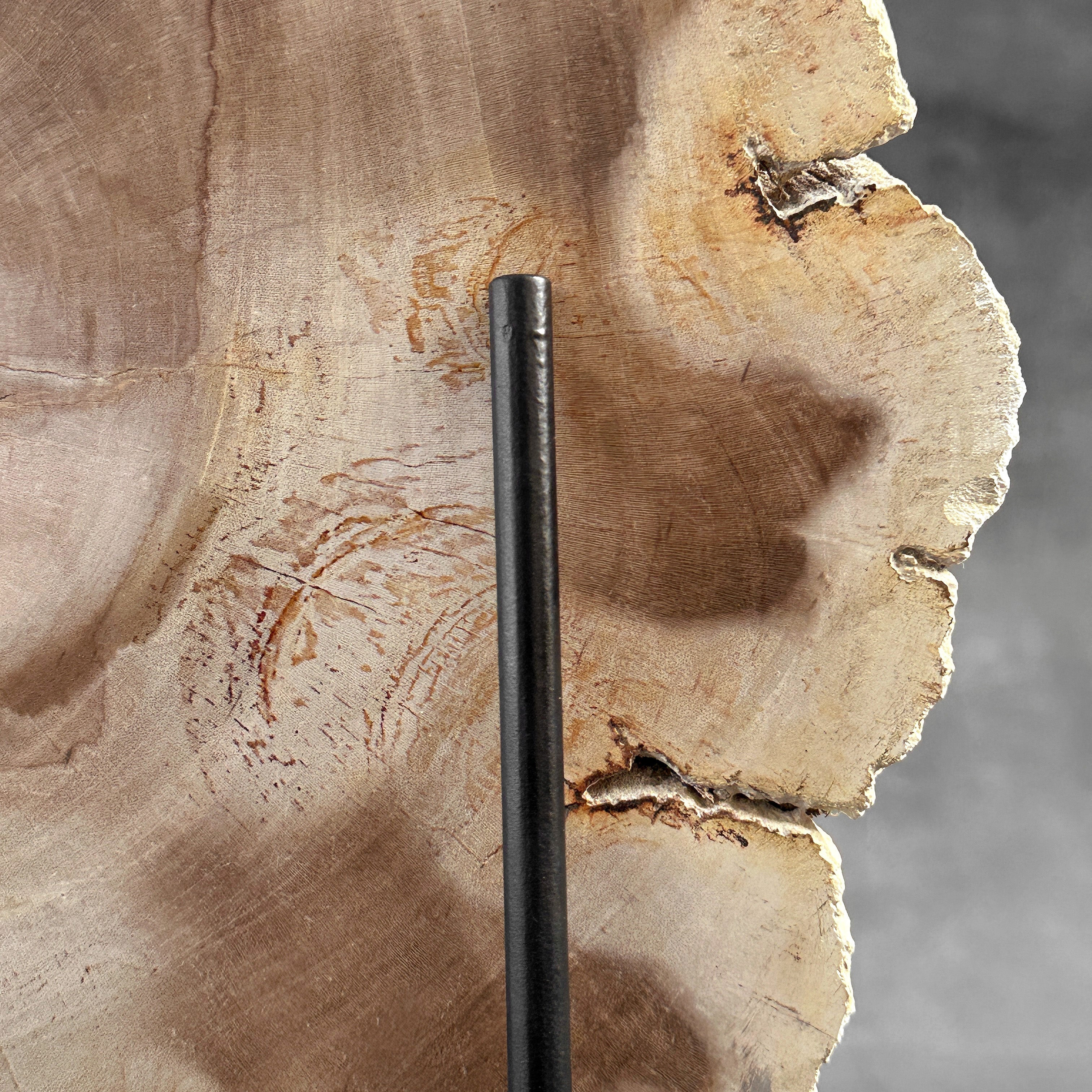 Beautiful Slice of Petrified Wood on stand - S6/170