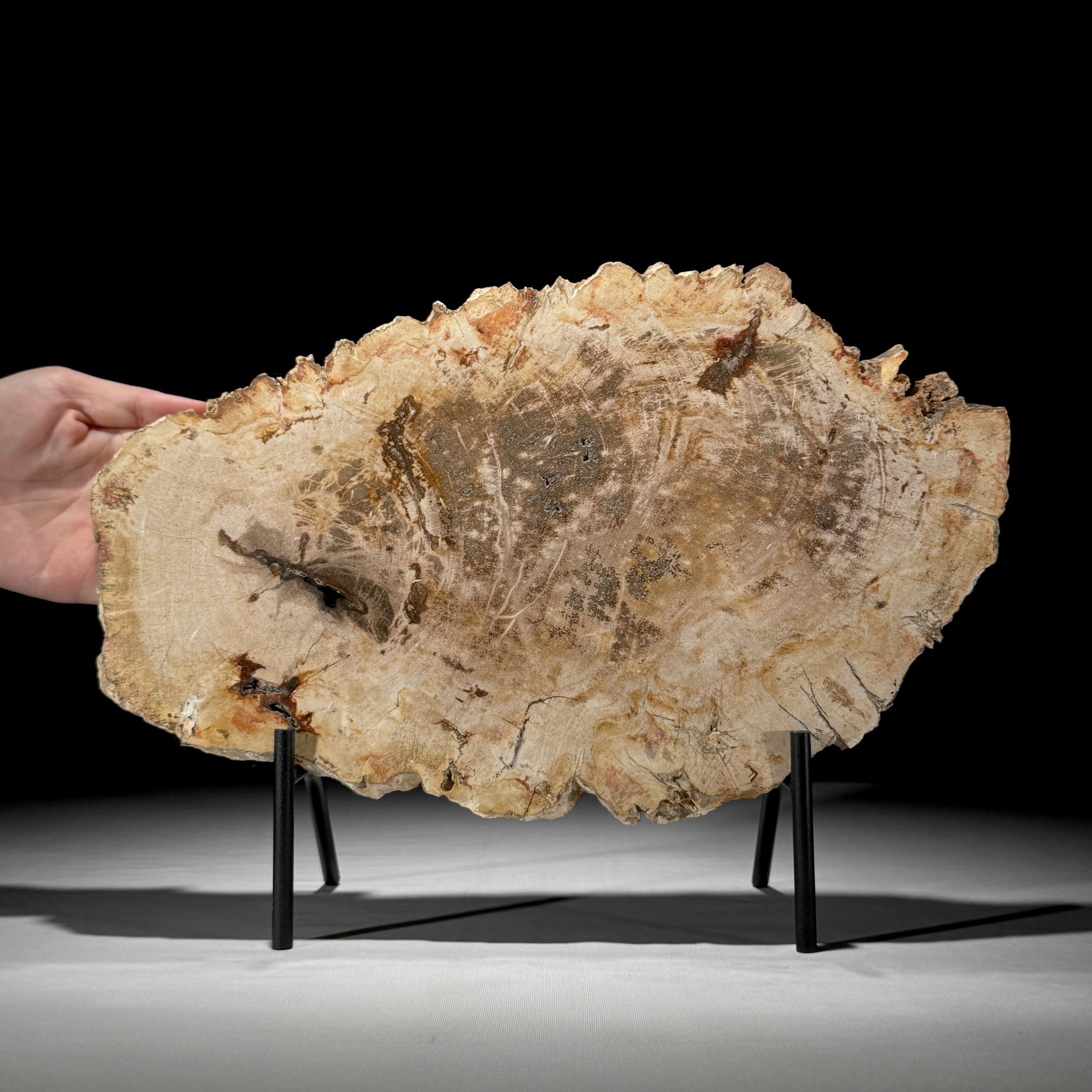 Beautiful Slice of Petrified Wood on stand - D5/170