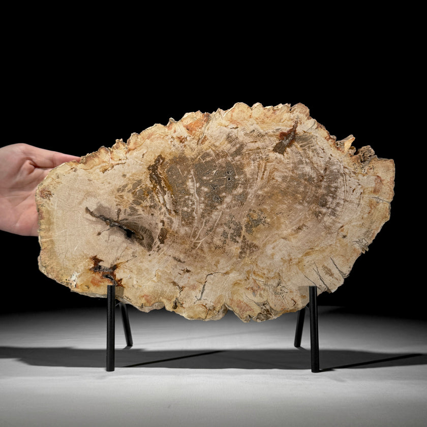 Beautiful Slice of Petrified Wood on stand - D5/170