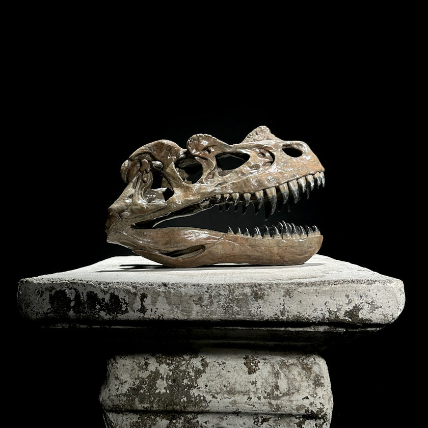 Ceratosaurus Brown - RS008