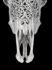 Grey Carved Cow Skull With Turqoise Accents - Star mandala motif | Skull,A/140