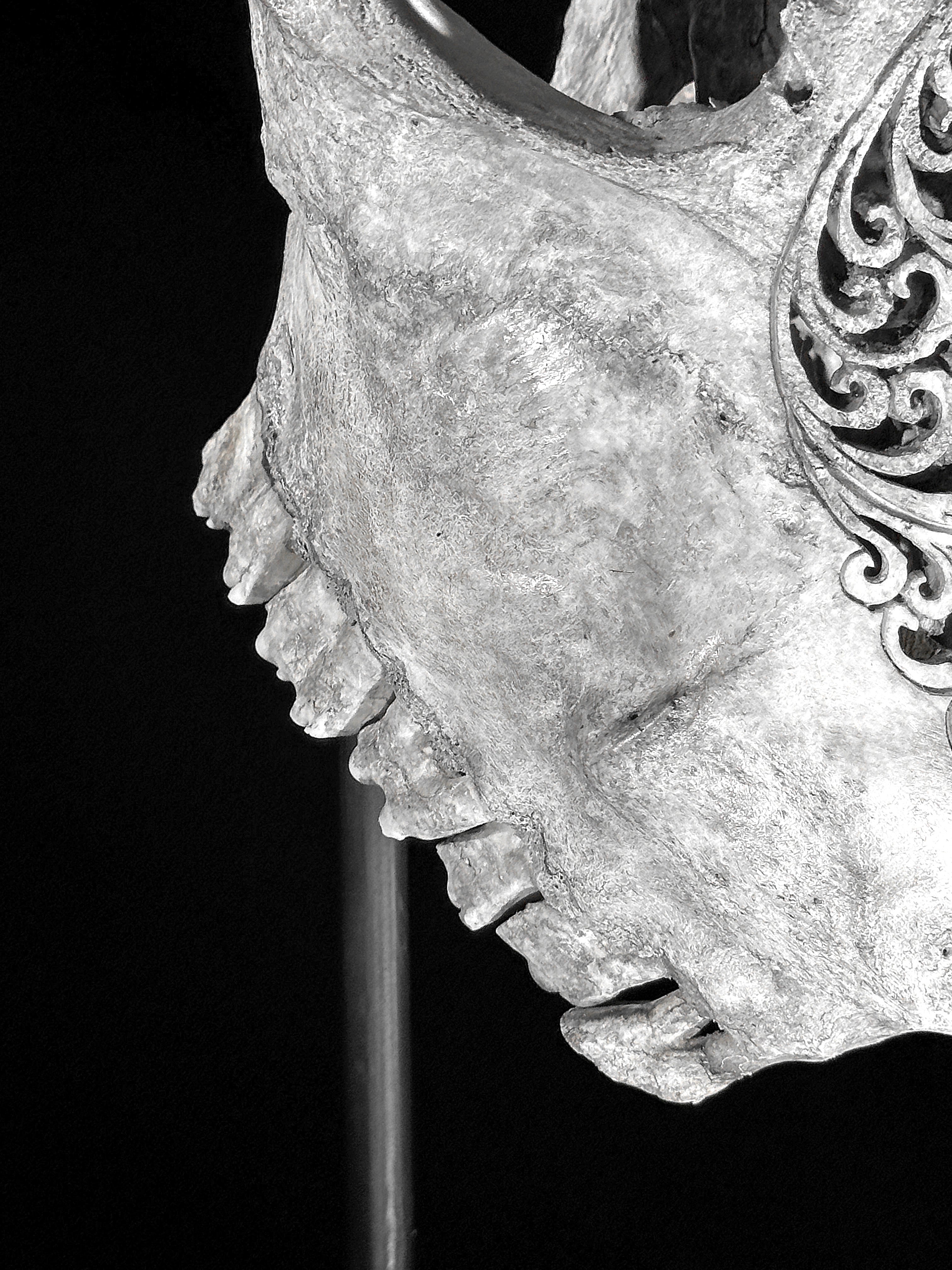 Grey Carved Cow Skull With Turqoise Accents - Star mandala motif | Skull,A/140