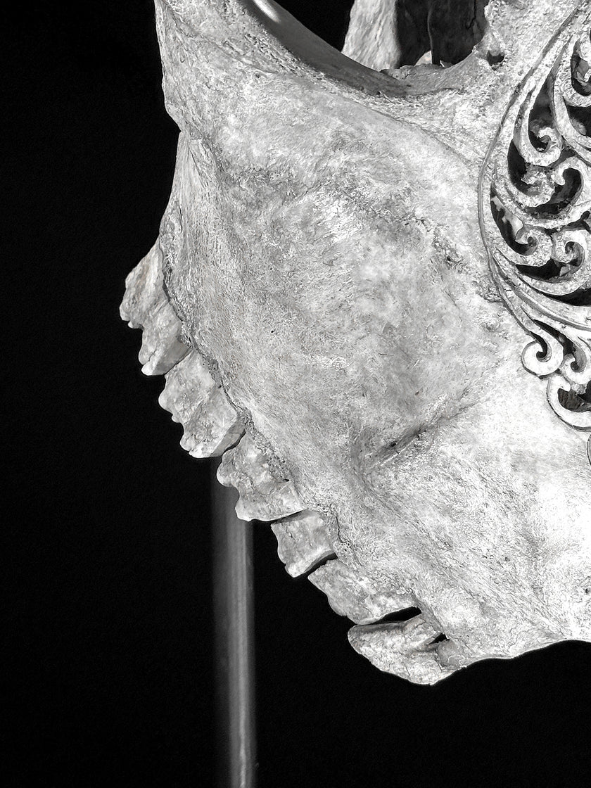 Grey Carved Cow Skull With Turqoise Accents - Star mandala motif | Skull,A/140