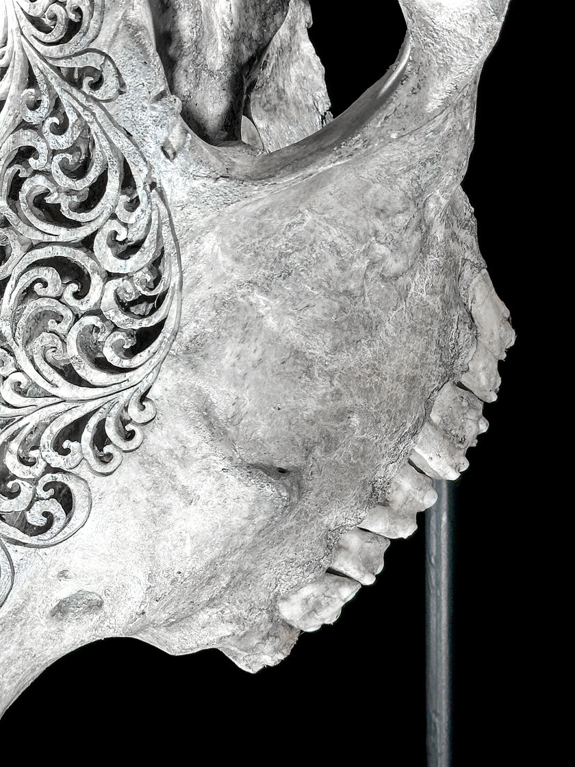 Grey Carved Cow Skull With Turqoise Accents - Star mandala motif | Skull,A/140