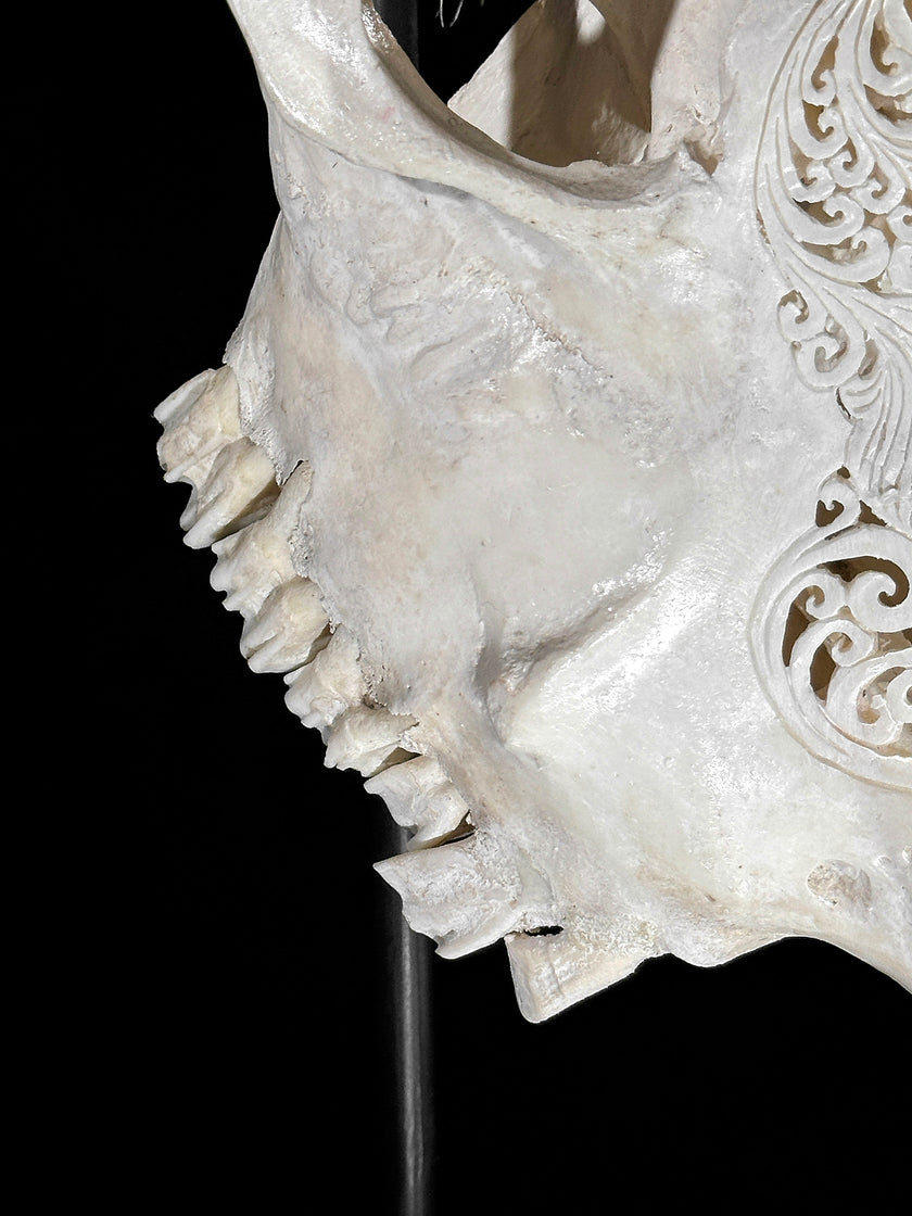 White Carved Cow Skull With Turqoise Accents - Ketupat motif | Skull,A/137