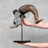 Carved Ram Skull with Star Mandala motif on stand - Skull,A/160