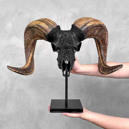 Carved Ram Skull with Star Mandala motif on stand - Skull,A/182